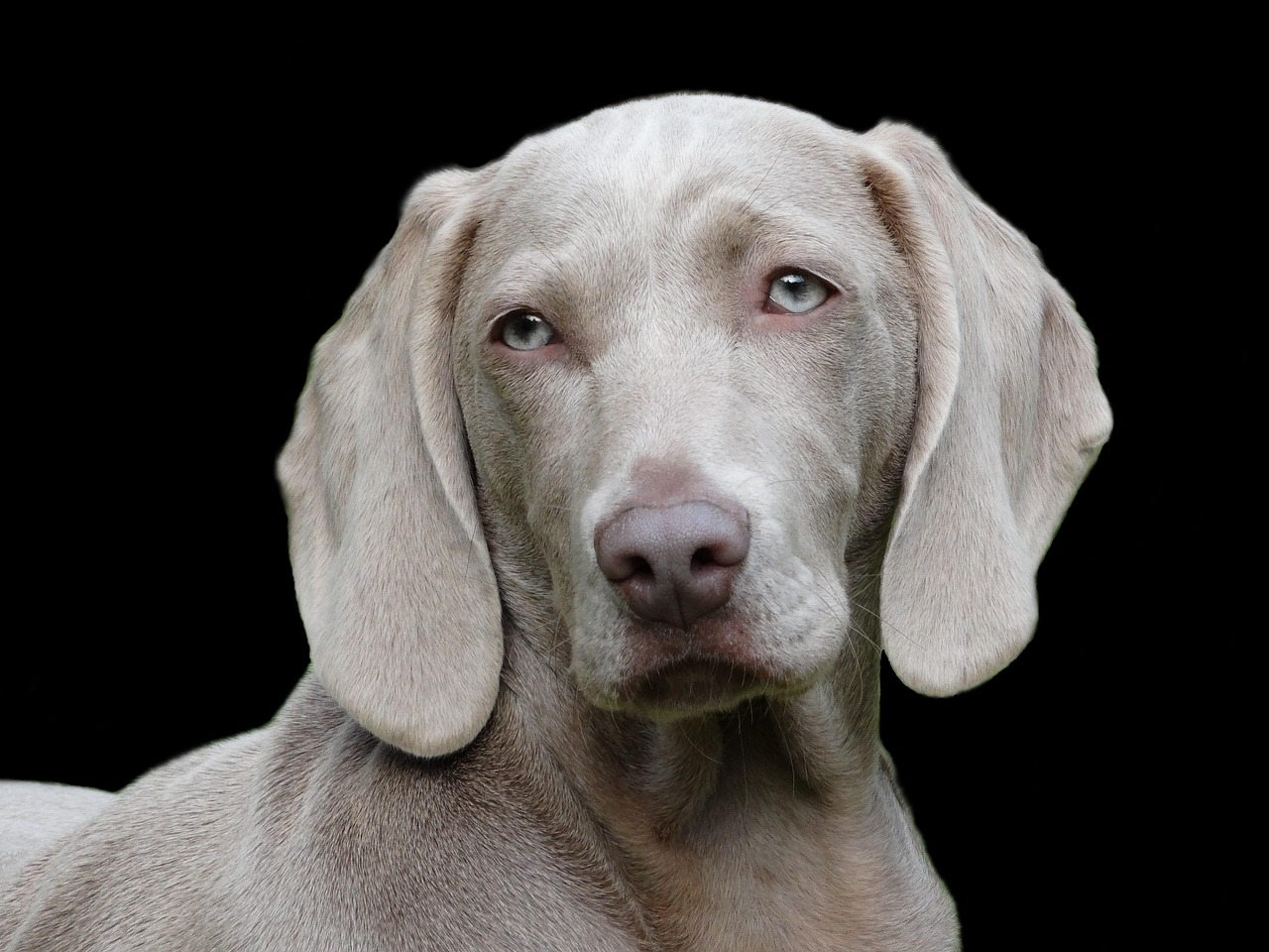 Weimaraner: The Athletic Fire Sign Companion (Image Credits: Pixabay)