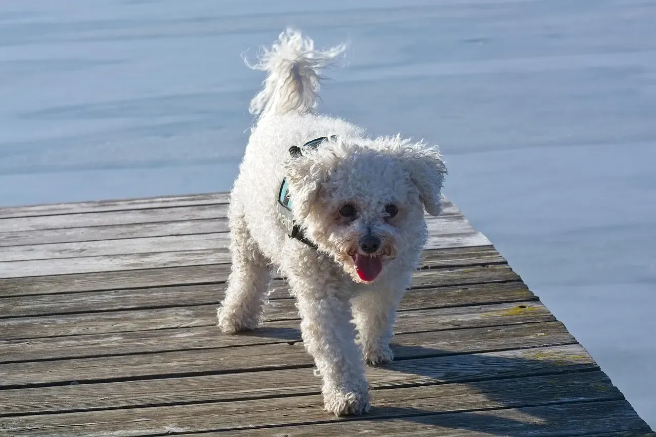 Bichon Frise: The Cheerful Mood Lifter (Image Credits: Pixabay)