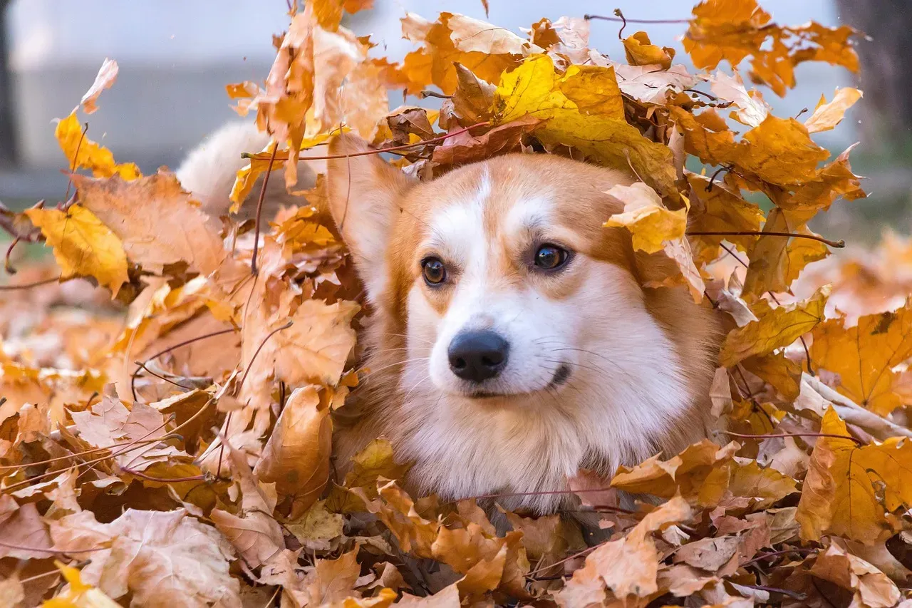 5. Overlooking Hidden Hazards in Fallen Leaves (Image Credits: Pixabay)