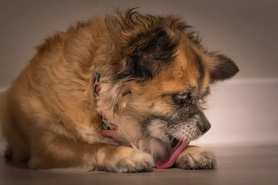 Targeted Licking: What It Means When Your Dog Focuses on One Spot (Image Credits: Unsplash)