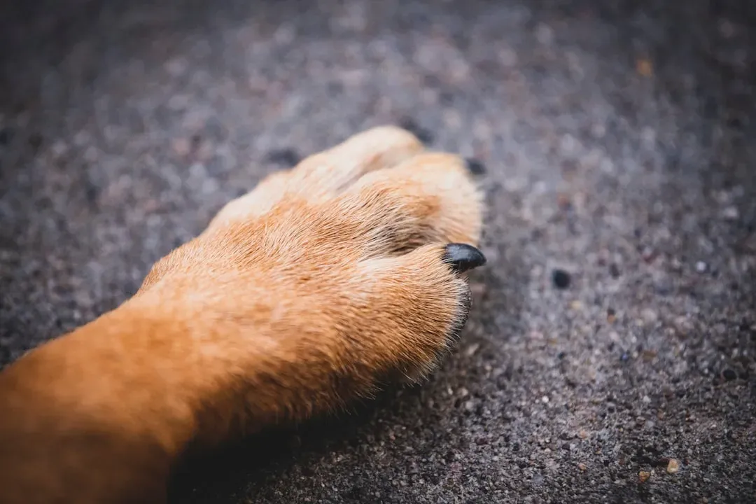 #8 - Their Nails And Paws Tell On Hidden Inflammation (Image Credits: Unsplash)