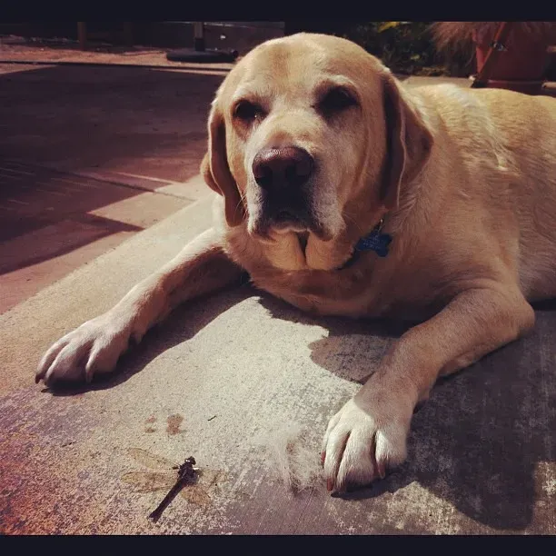 What You Can Do When Your Dog Is Grieving (dchantastic, Flickr, CC BY 2.0)