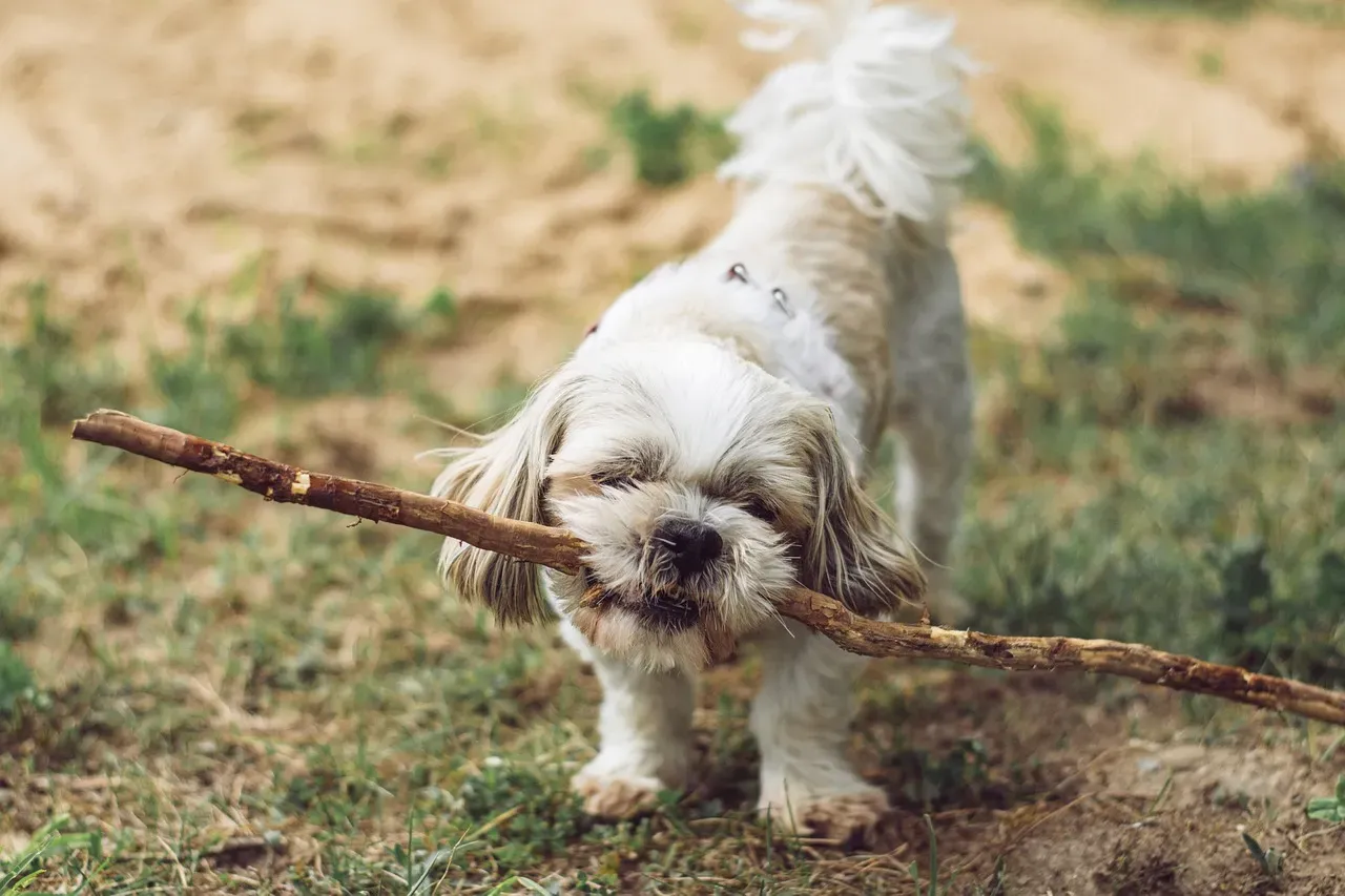 A Happy Dog Is a Busy Dog (Image Credits: Pixabay)