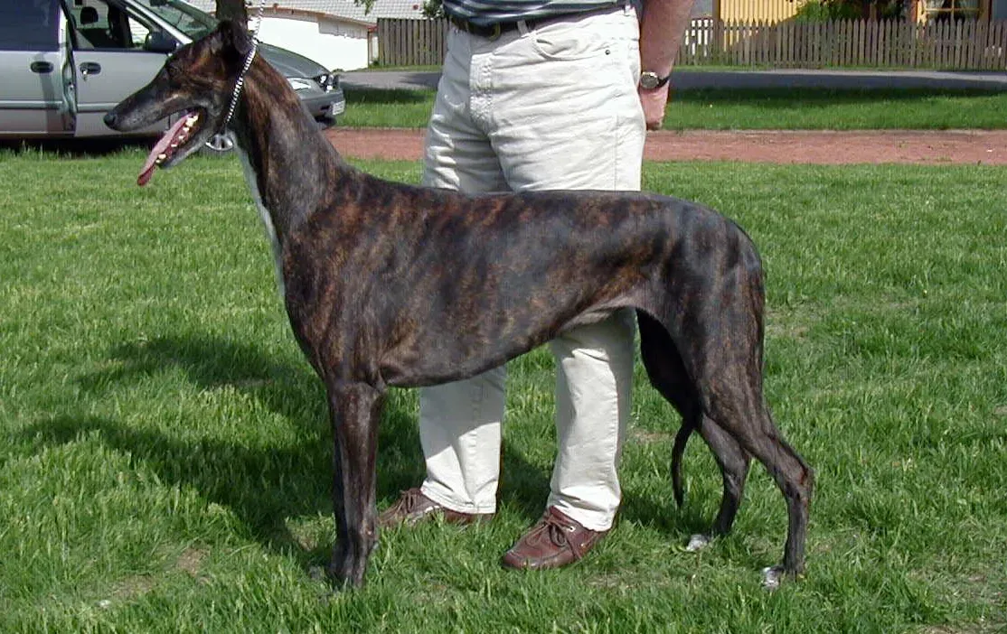 13. Greyhound: Lean, Elegant, and Surprisingly Well-Suited to Warm Weather (No machine-readable source provided. Own work assumed (based on copyright claims)., Public domain)