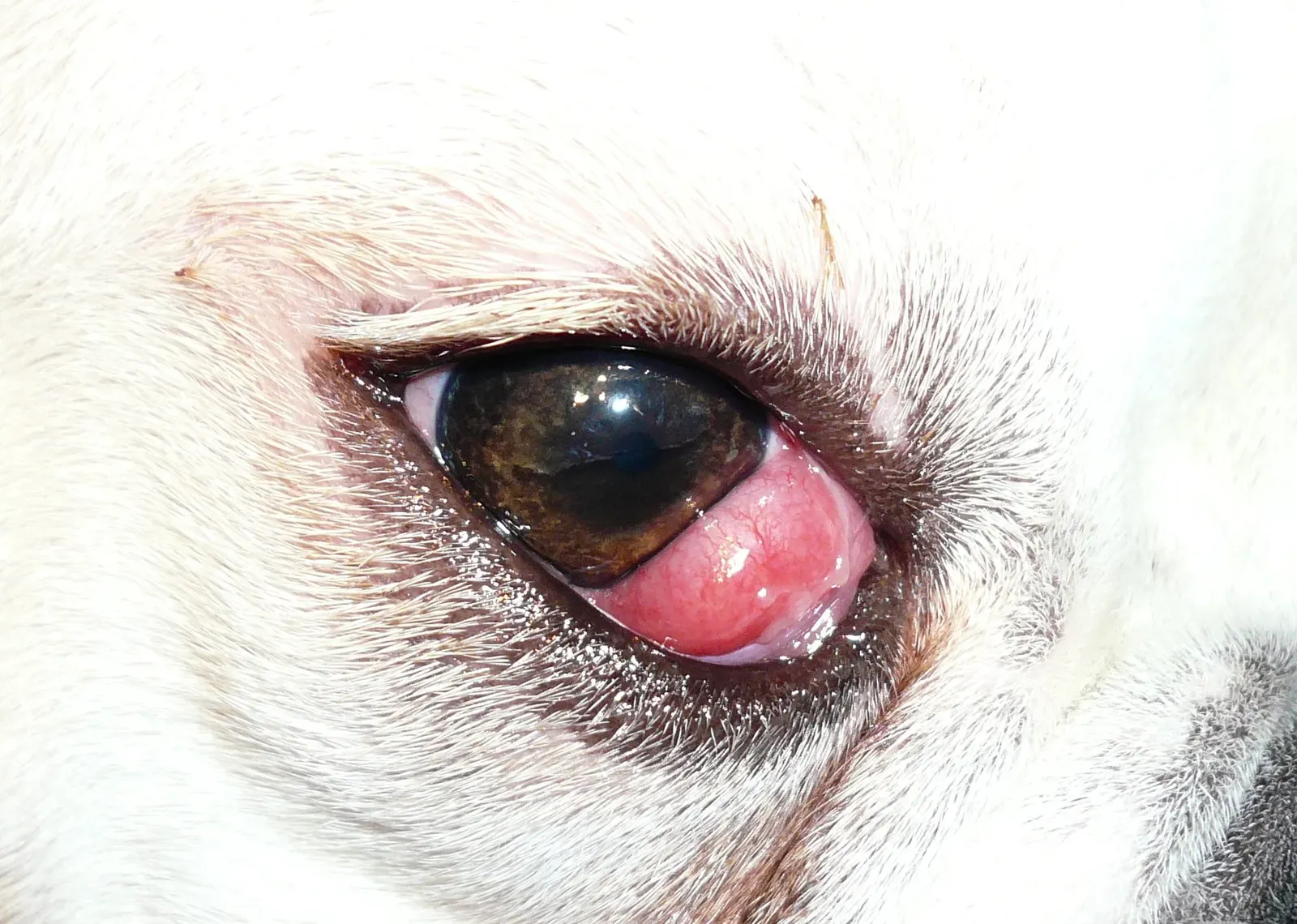 #6 - A Red Lump in the Corner of the Eye Isn't a "Weird Aging Thing" (By Joel Mills, CC BY-SA 3.0)