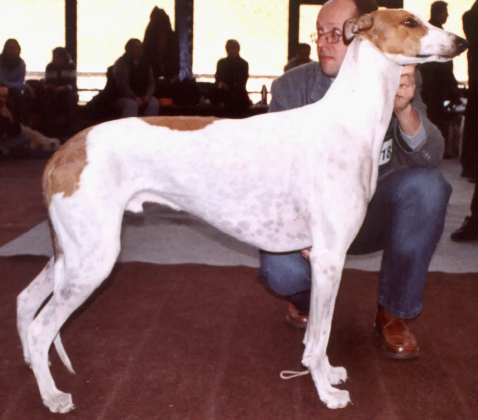 Greyhound (Image Credits: Wikimedia)