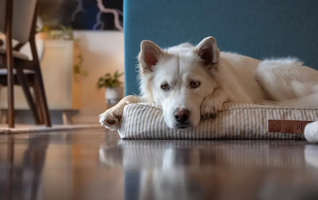 #5 - Alone Time Isn't Cruelty, It's Confidence-Building (Image Credits: Unsplash)