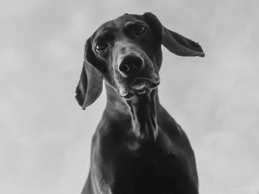 Curiosity Keeps Them On Your Heels (Image Credits: Flickr)