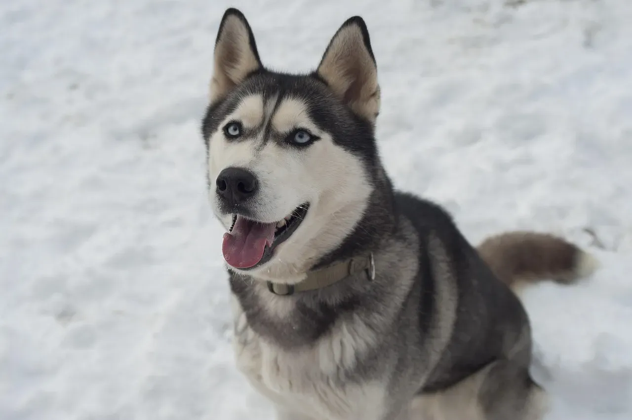 #3: Siberian Husky (Image Credits: Pixabay)
