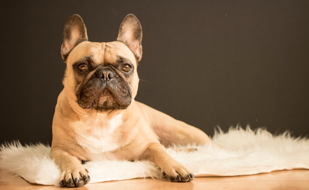 The French Bulldog - The Urban Sophisticate (Image Credits: Unsplash)