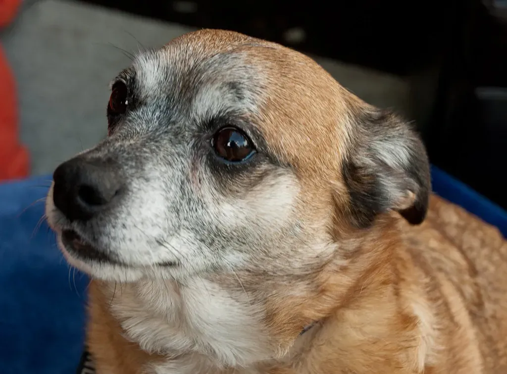 #2: Most Pets Are Quietly Under-Stimulated and Bored (~ Laurie ~, Flickr, CC BY 2.0)