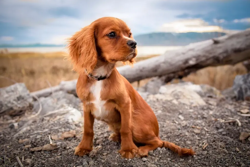 #8 - Cocker Spaniel: Devoted to the Point of Fragility (Image Credits: Rawpixel)