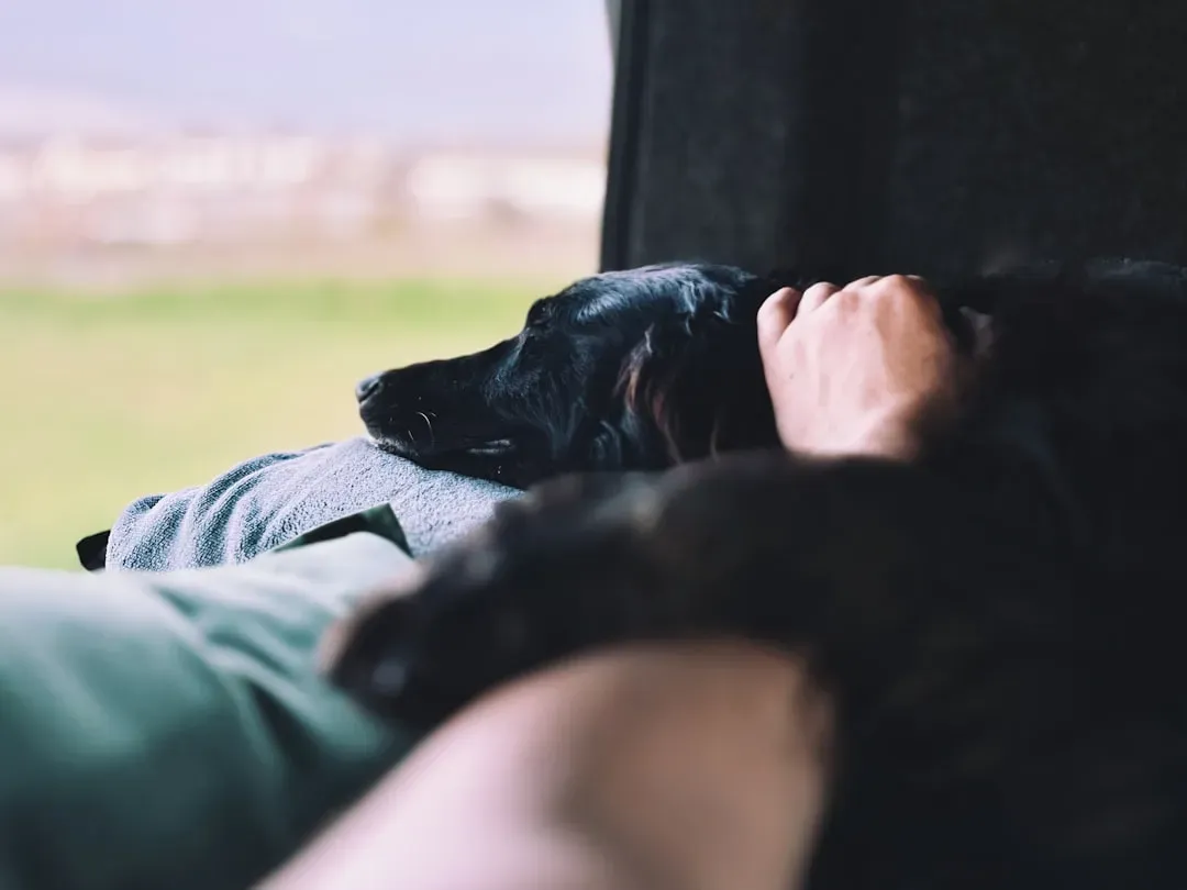 #5. Resting Their Head on Your Lap or Feet (Image Credits: Unsplash)