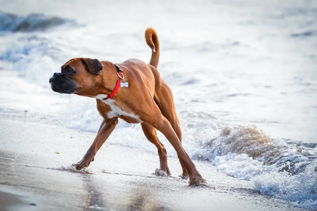 Boxers (Image Credits: Flickr)