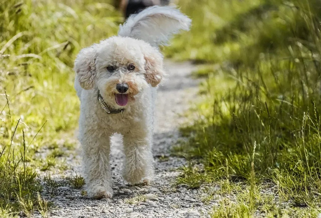 #3 - Poodle: The Designer Dog Before "Designer Dogs" Existed (Image Credits: Pixabay)