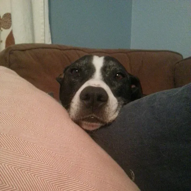 Your Scent Is Their Security Blanket (Image Credits: Flickr)