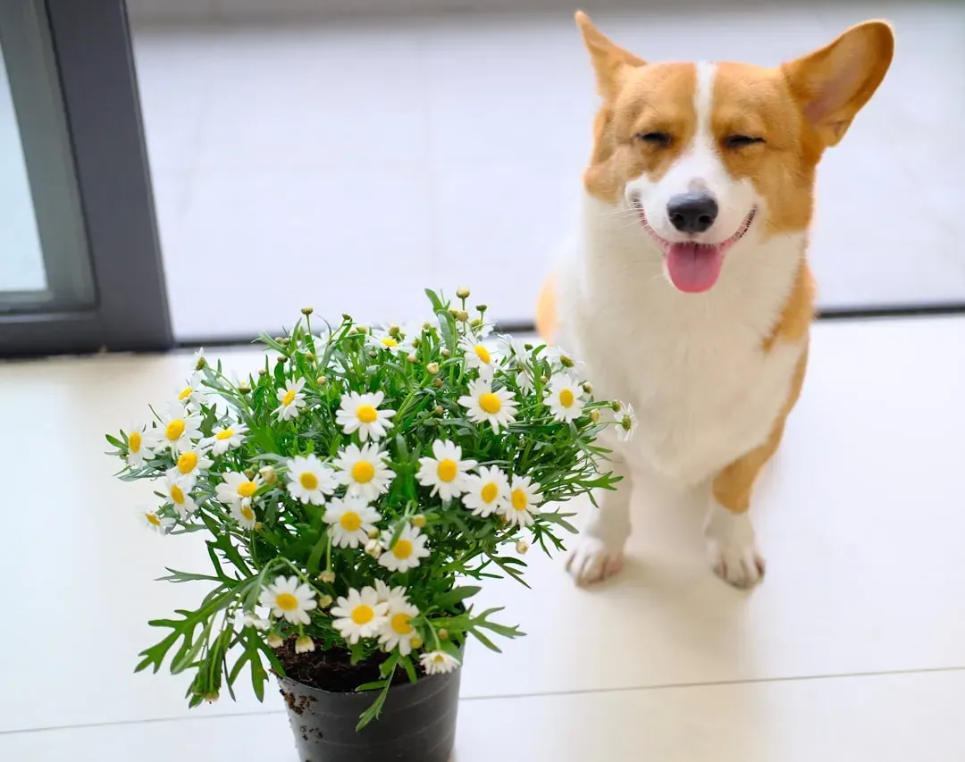 Conclusion: A Safer Home for a Curious Dog (Image Credits: Unsplash)