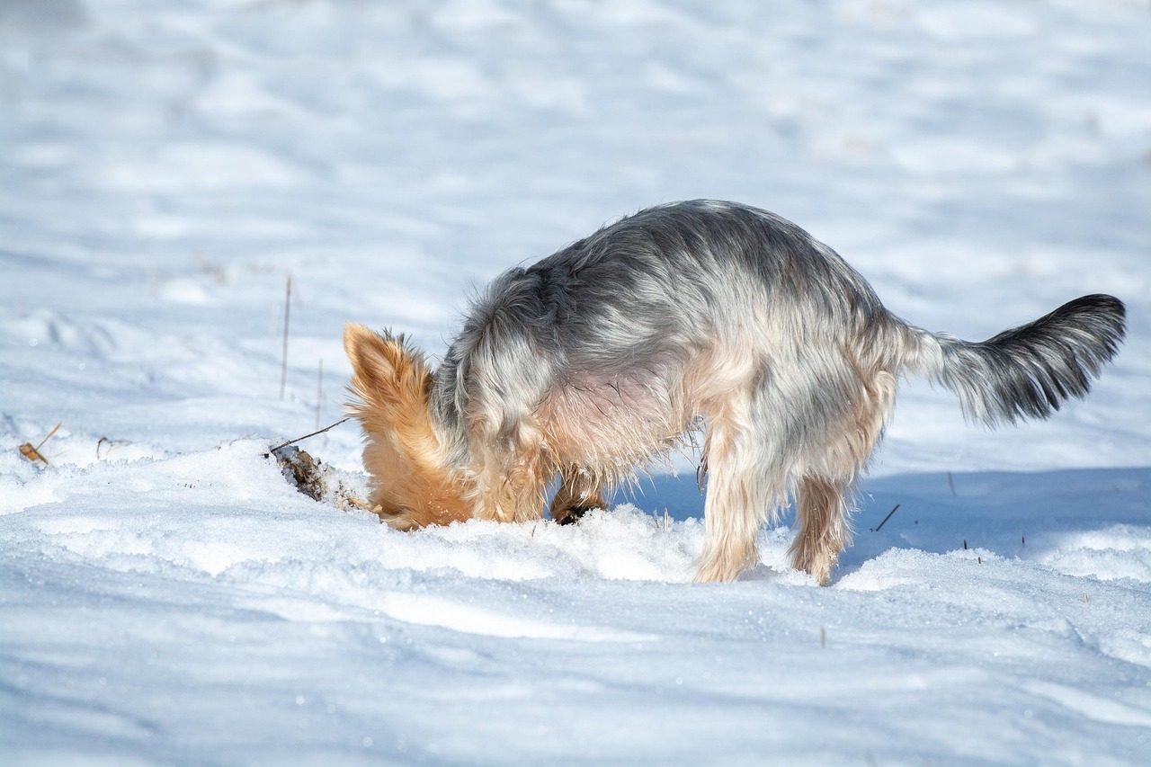 Breed-Specific Digging Instincts (Image Credits: Pixabay)