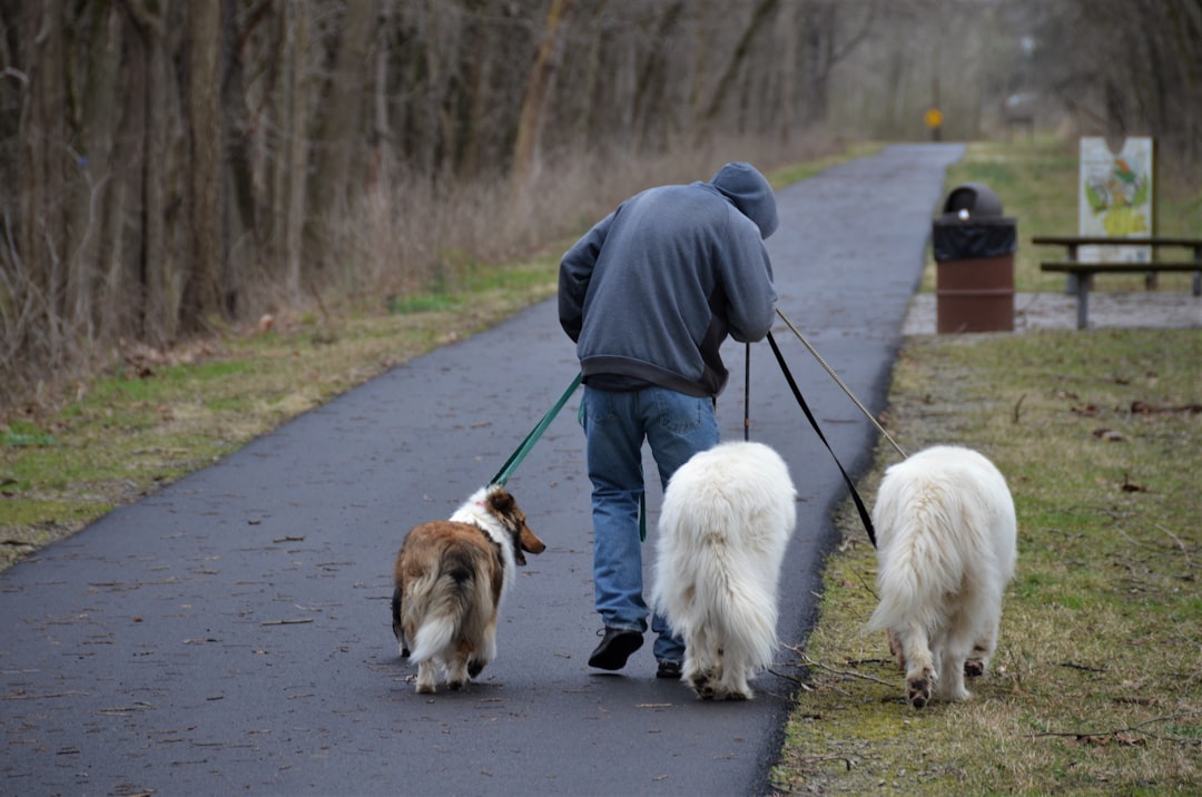 Let Them Sniff During Walks (Image Credits: Unsplash)