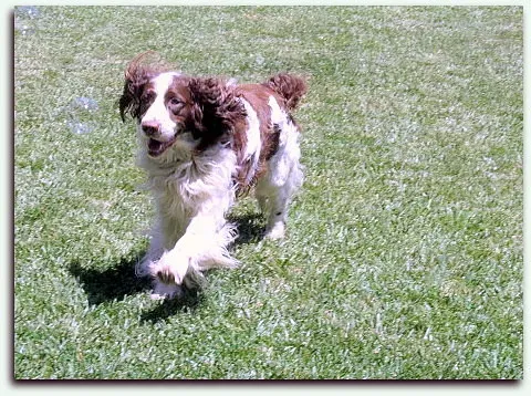 They Greet You With Full-Body Excitement Every Time (Image Credits: Flickr)