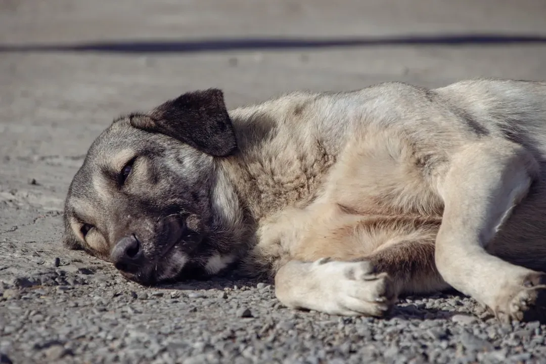 Those Telltale Twitches and Whines (Image Credits: Unsplash)