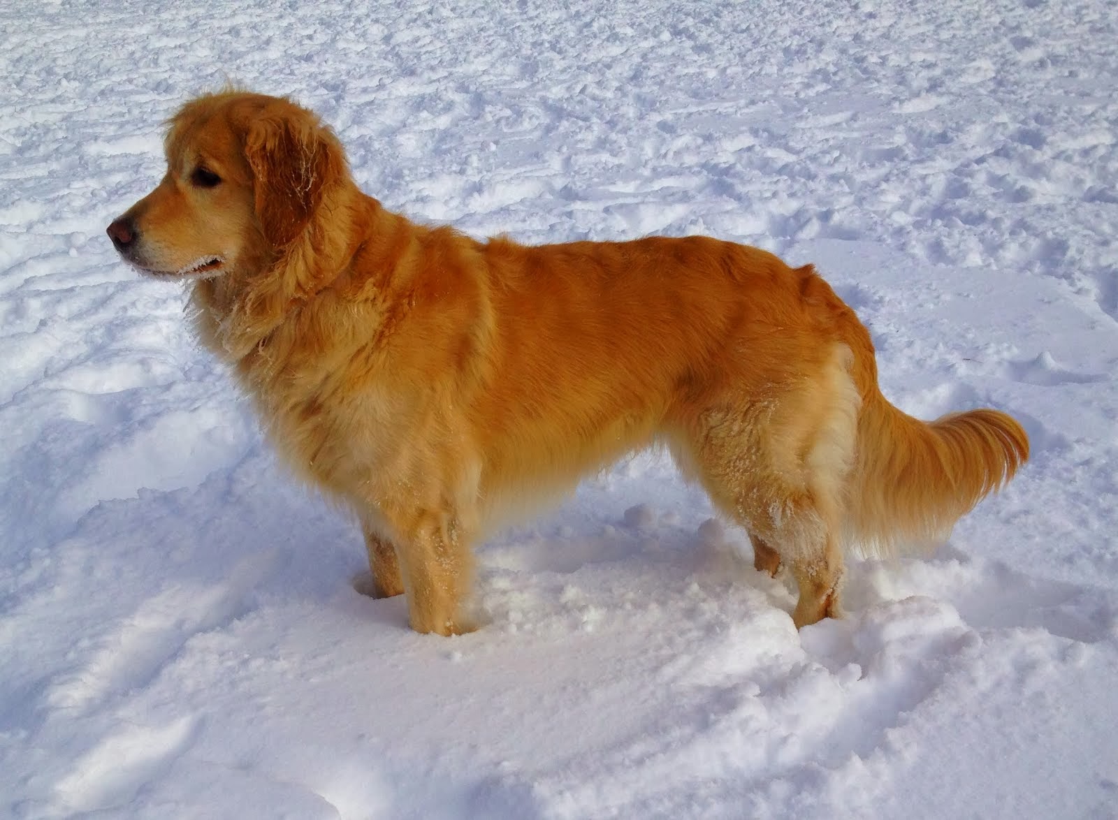 Golden Retriever: The Heart Reader (Image Credits: Wikimedia)