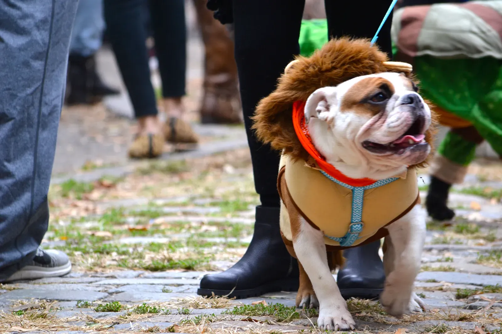 3. Dressing Dogs In Clothes They Don’t Need Or Enjoy (By Can Kamiloğlu, Public domain)