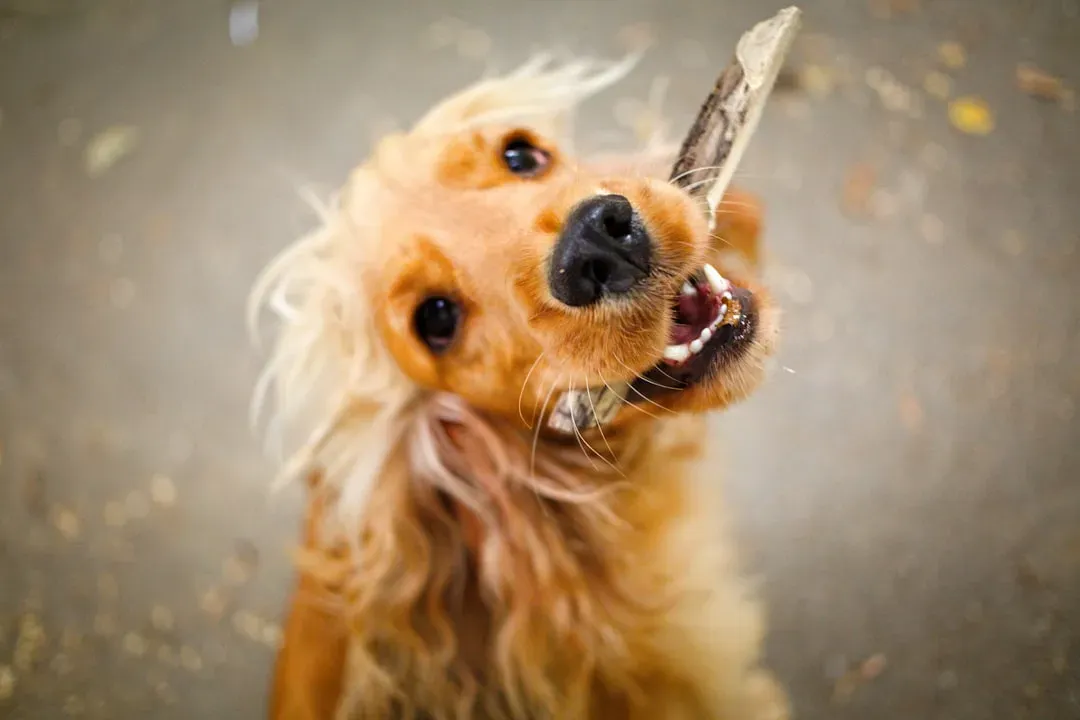 #5. Brush Their Teeth Regularly (Image Credits: Unsplash)