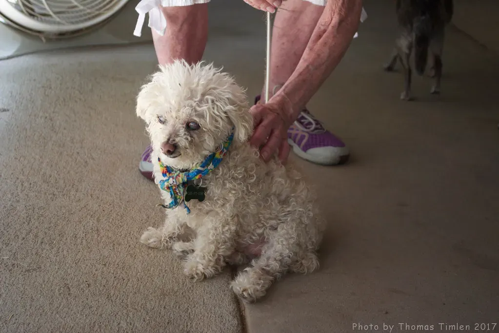 Final Thoughts on Finding Your Perfect Canine Match (Image Credits: Flickr)