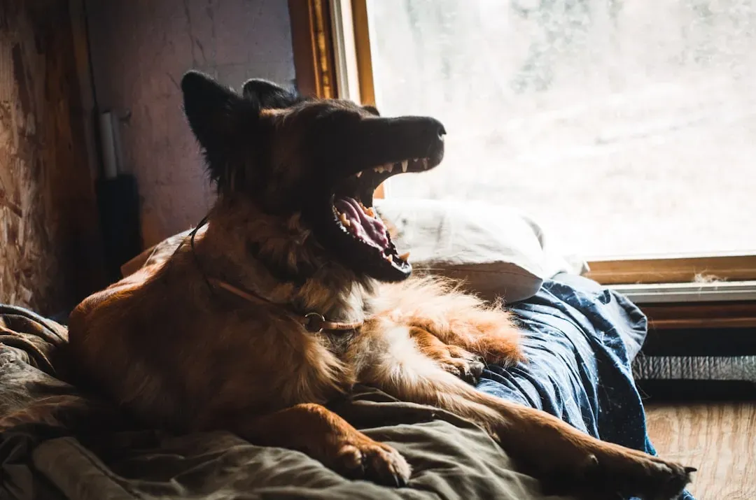 The Science Behind Contagious Yawning in Dogs (Image Credits: Unsplash)