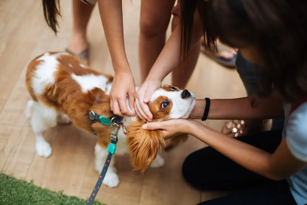 Cavalier King Charles Spaniel: A Tiny Royal With Massive Attachment Issues (Image Credits: Unsplash)