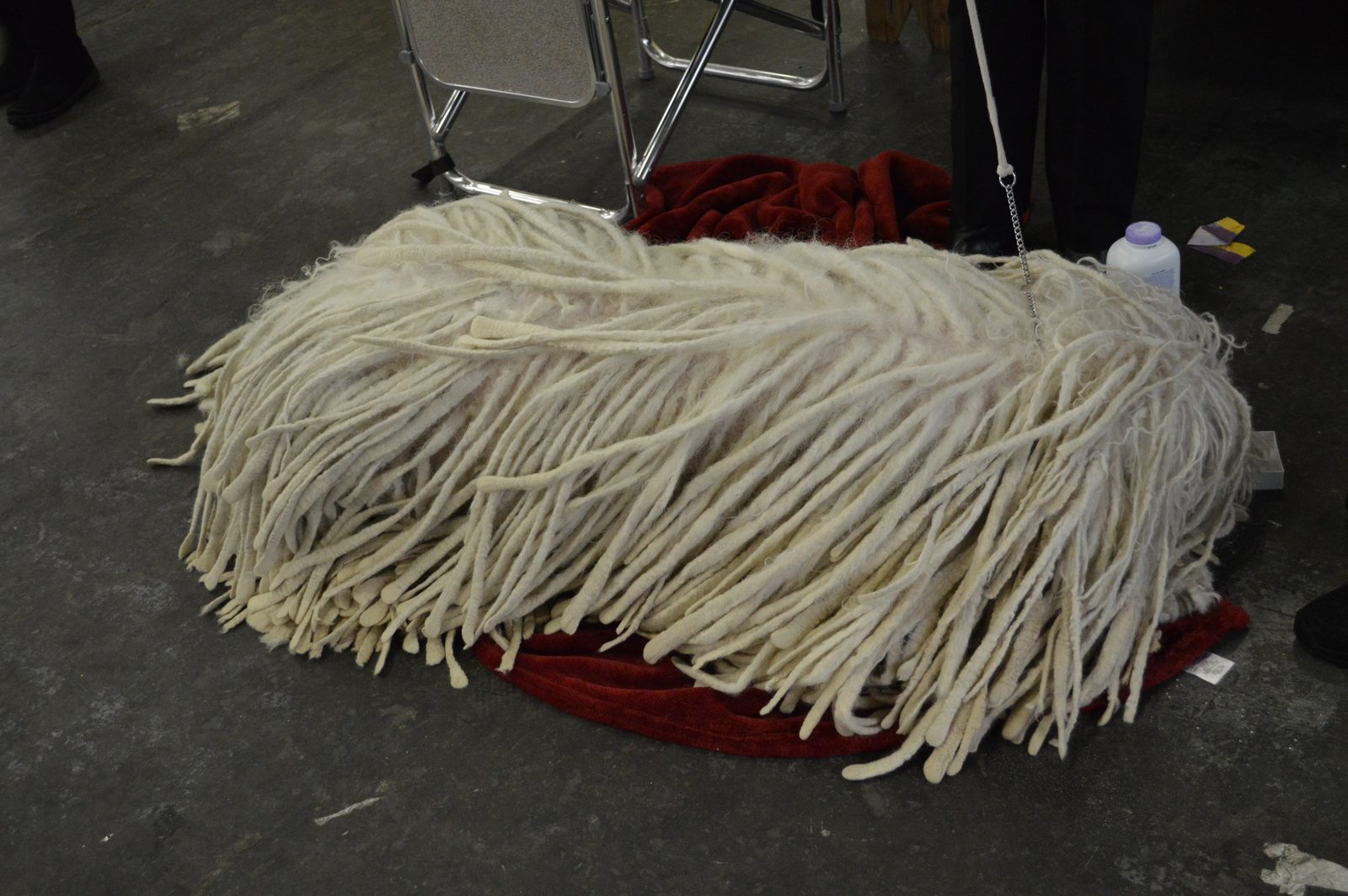 Komondor (Image Credits: Wikimedia)