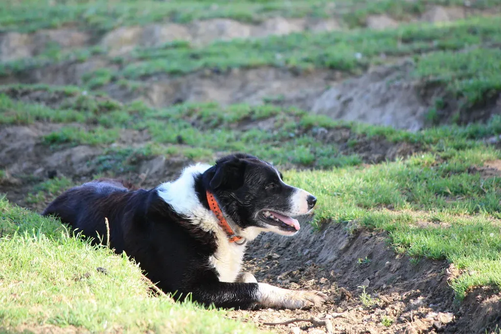 #14 - Seeing Themselves as Workers First, Pets Second (Image Credits: Flickr)