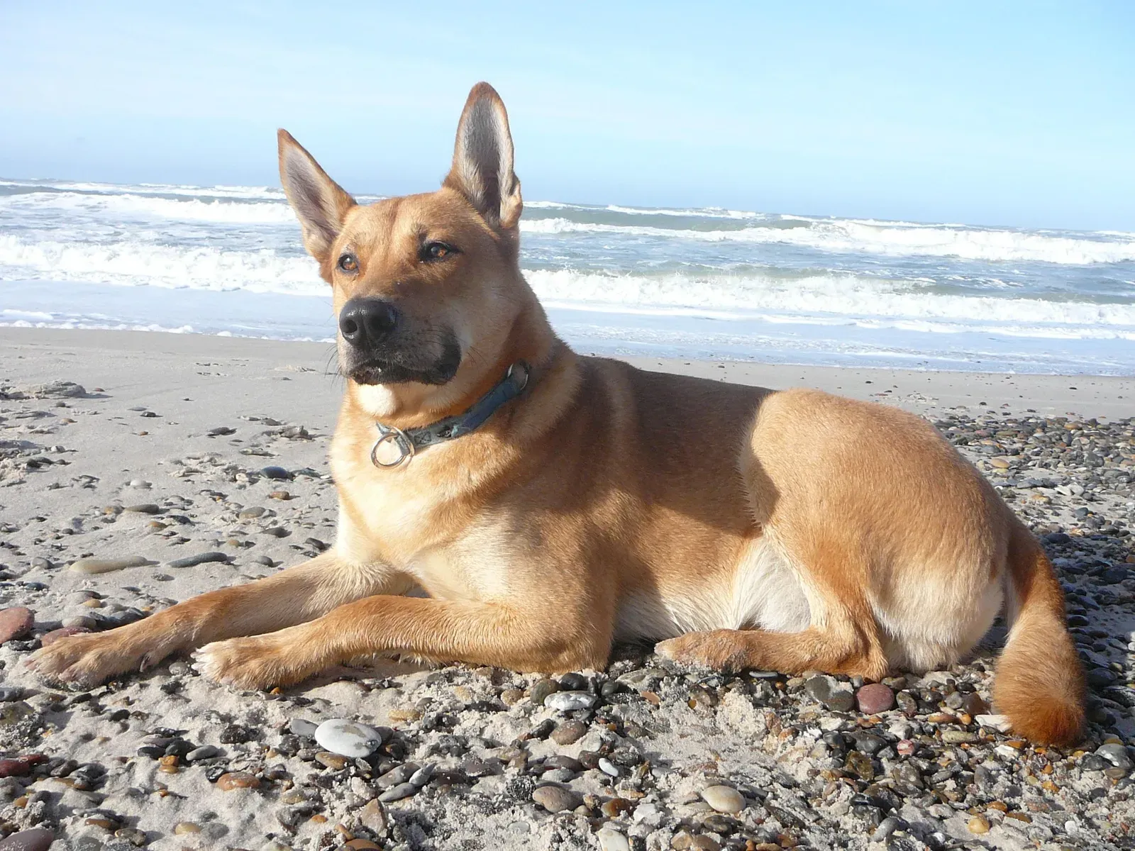 The Carolina Dog: America's Primitive Survivor (Image Credits: Wikimedia)
