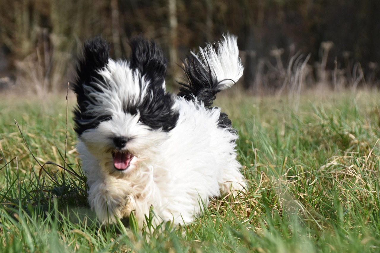 Havanese: Velcro Dogs with Healing Hearts (Image Credits: Pixabay)