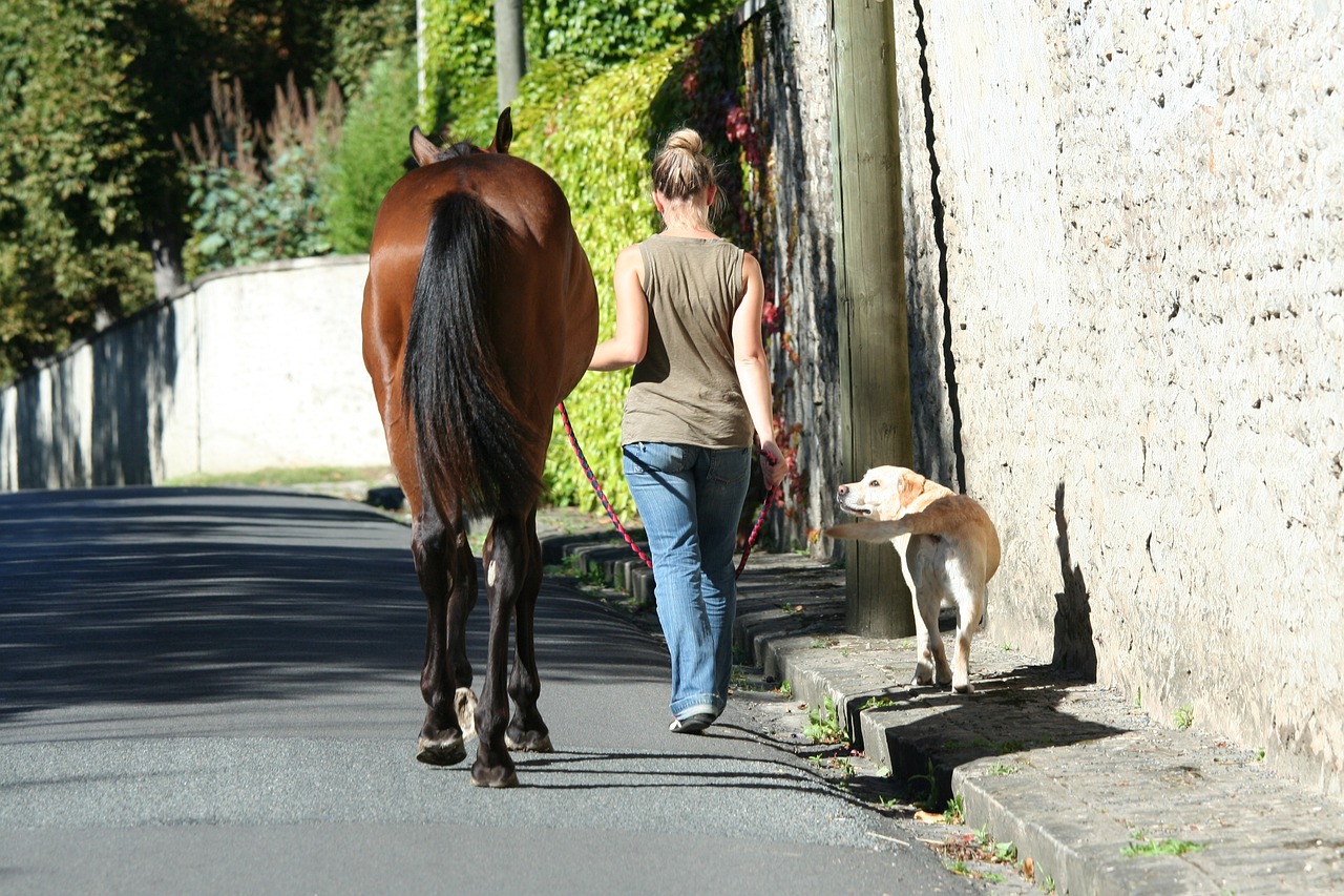 Horses: The Emotional Mirrors (Image Credits: Pixabay)