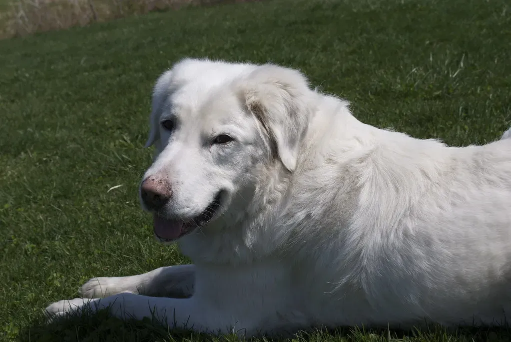 4. Akbash: The Silent, Watchful Sentry (claydevoute, Flickr, CC BY 2.0)