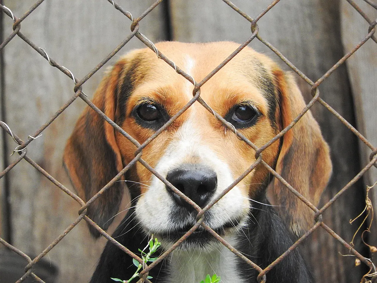 #1 - The Last-Minute "Please Take My Dog" Scramble (Image Credits: Pixabay)