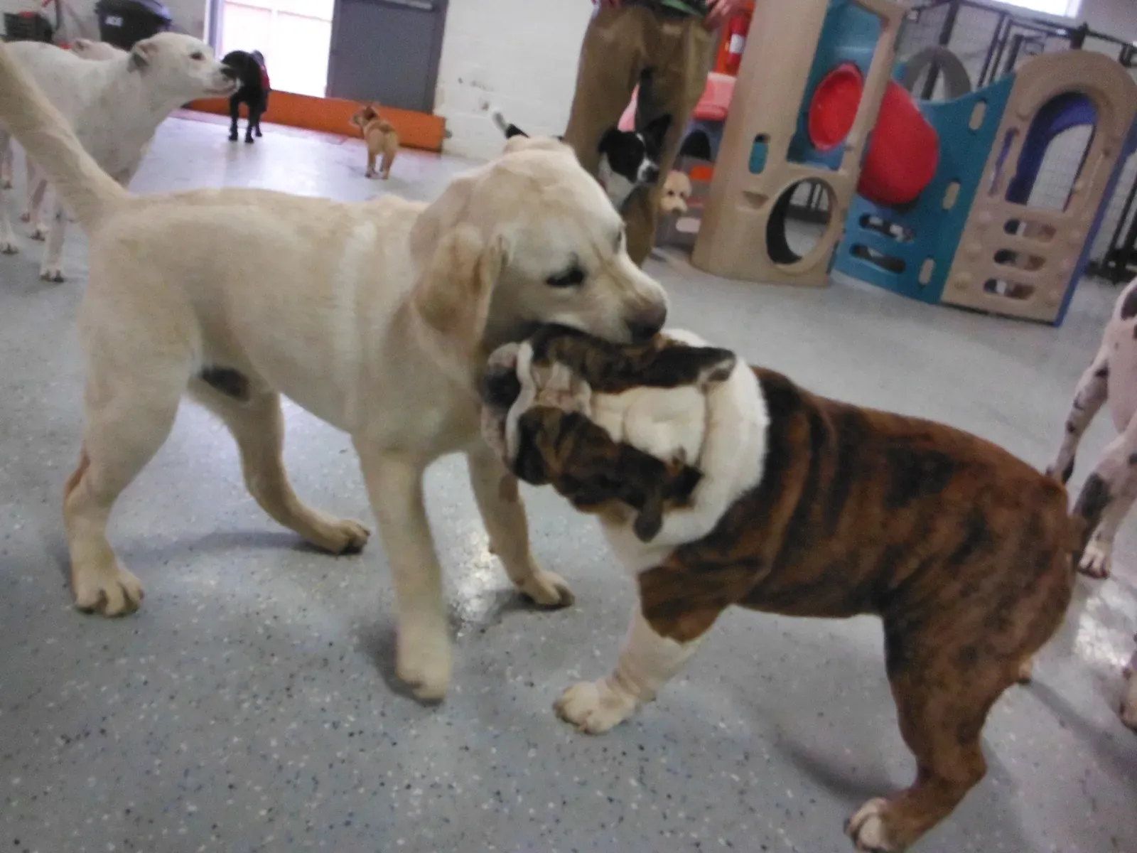 Opinionated Conclusion: Why A Good Older Dog Is Better Than Any Training Hack (Flickr: DSCF7833, CC BY 2.0)