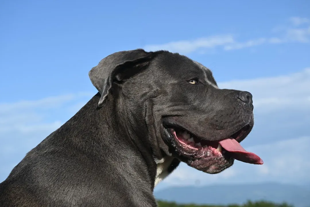9 – Cane Corso (Image Credits: Unsplash)