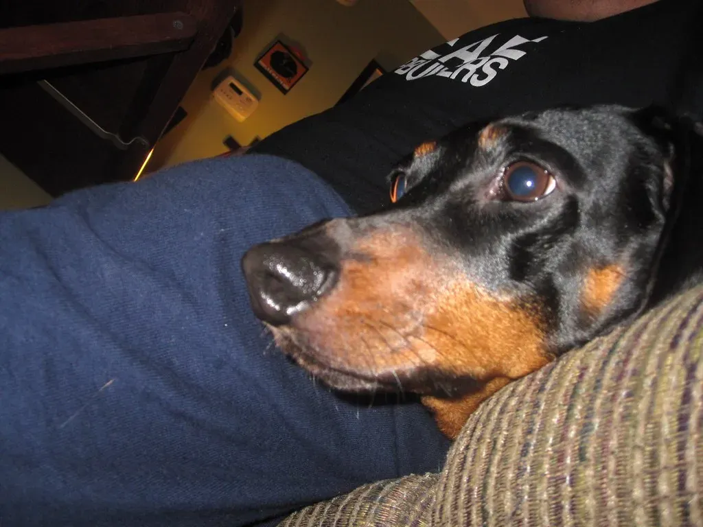 Using TV Wisely: When It Helps and When It Doesn't (Image Credits: Flickr)