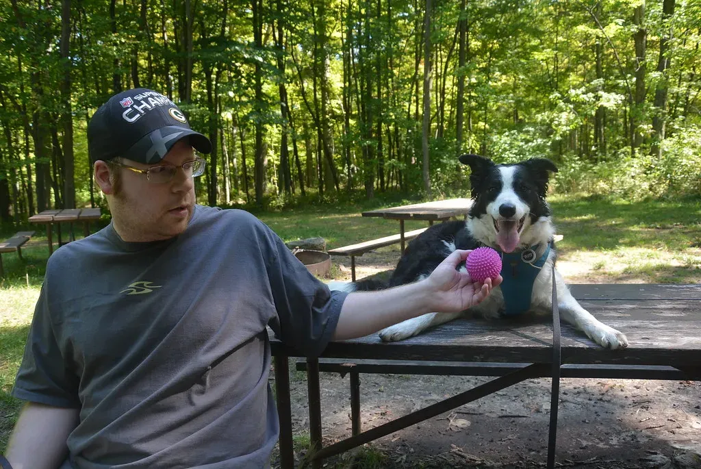 7. Collie: The Soulful Intuitor of the Dog World (IainStars, Flickr, CC BY-SA 2.0)