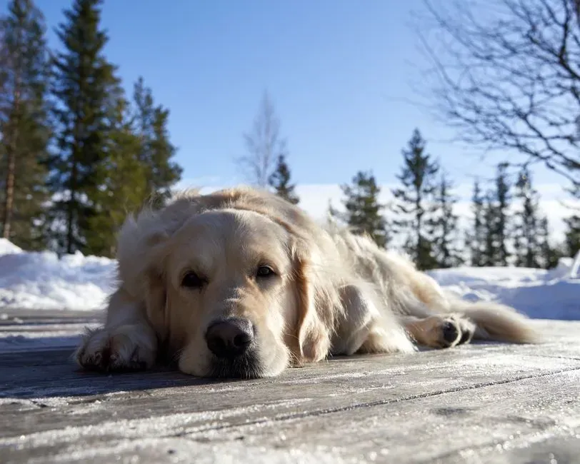9. House-Training Accidents or Changes in Daily Routines (Image Credits: Pexels)