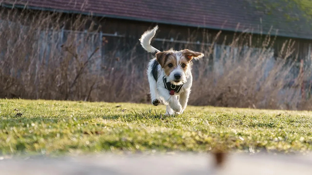 1. Jack Russell Terrier - The Tiny Powerhouse With an Enormous Engine (Image Credits: Pixabay)