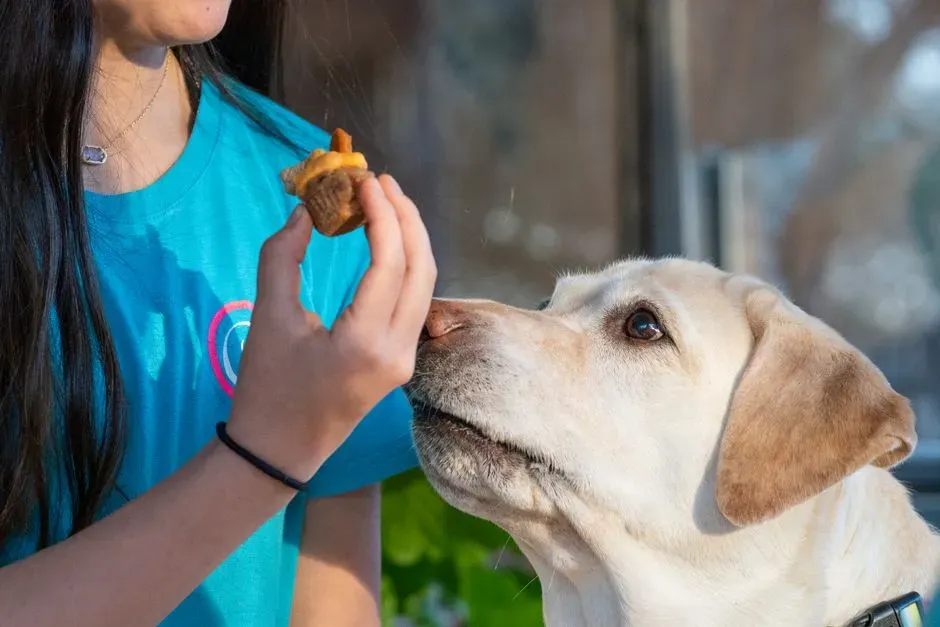 #20 - The "Dog Drawer" Is Better Stocked Than Your Own Pantry (Image Credits: Pexels)