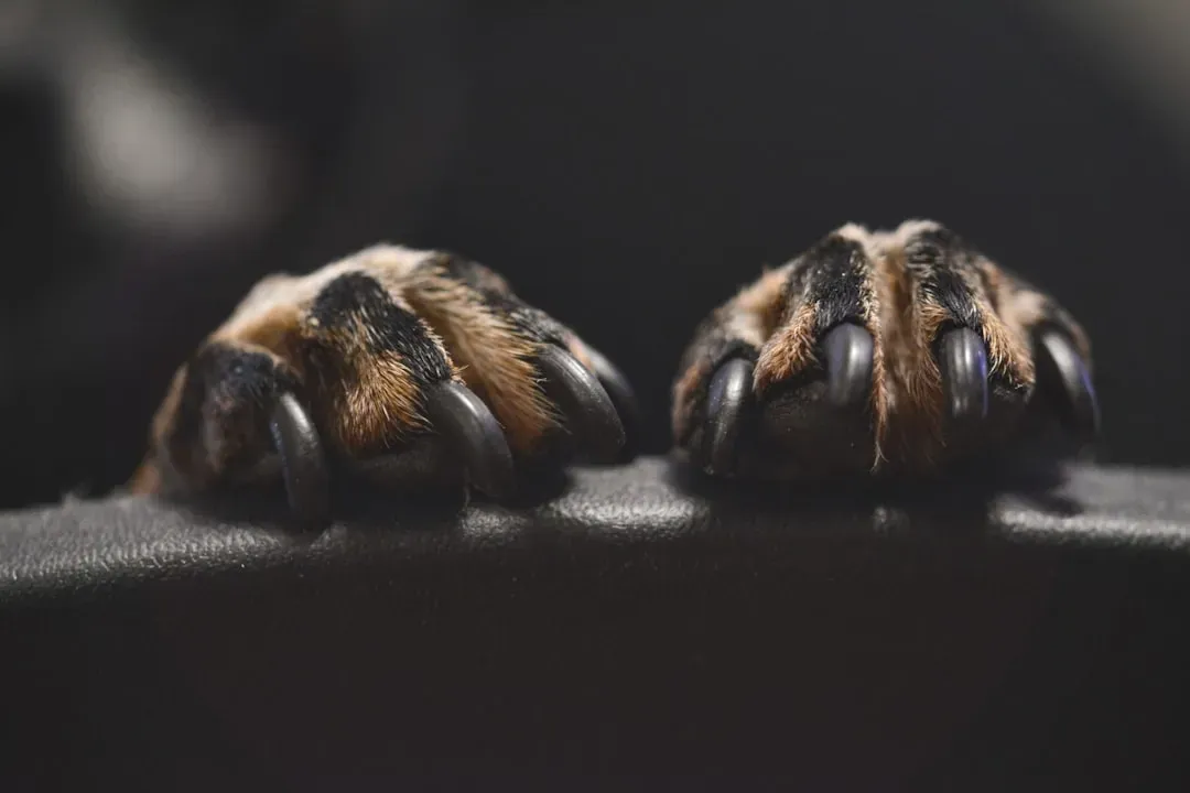 #9 - Overgrown Claws Show Dexterity Slipping Away (Image Credits: Unsplash)