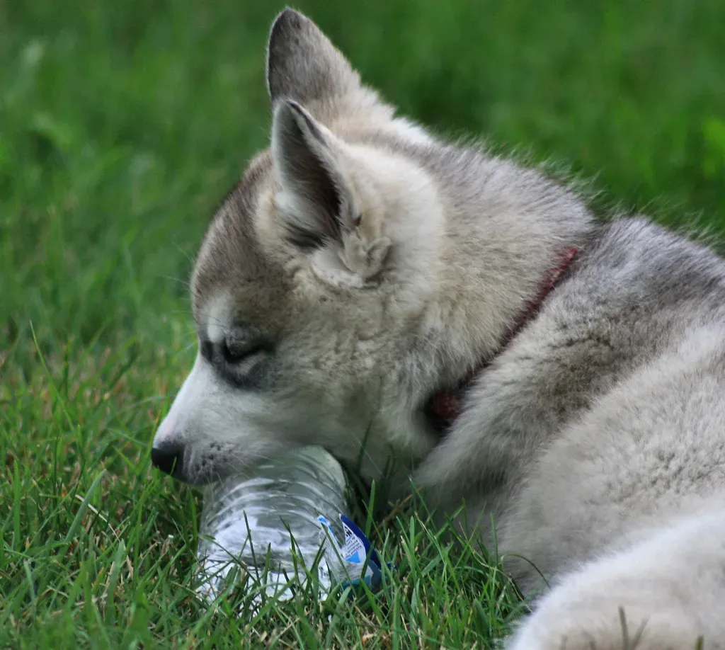 3. Siberian Husky: The Dramatic Destructor (Image Credits: Flickr)