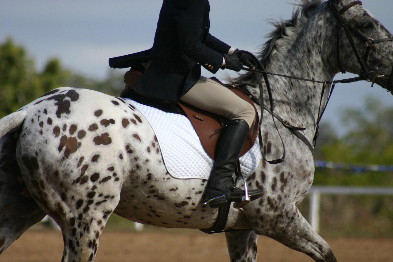 Training Your Appaloosa: What Works Best (Image Credits: Pixabay)