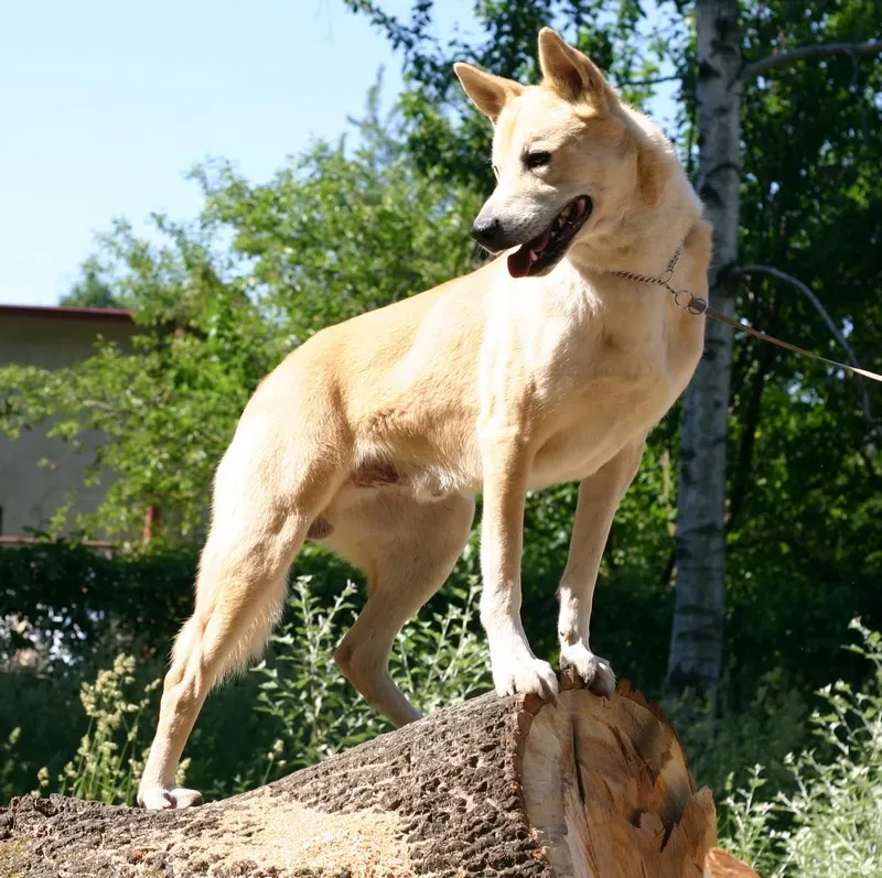 20. Canaan Dog – Naturally Suited to Harsh, Arid Conditions (By Samorodokhanaanahttp://www.ruscanaan.ru, CC BY-SA 3.0)