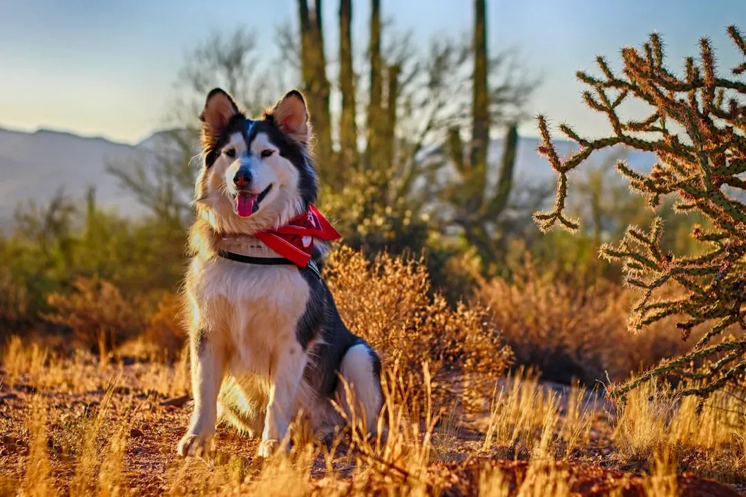 1. Siberian Husky – A Snow Dog in a Solar Oven (Image Credits: Unsplash)